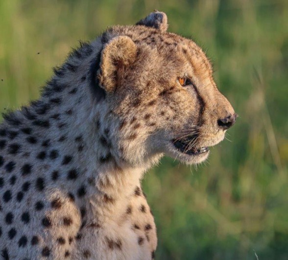 A young cheetah looks into the setting sun. 