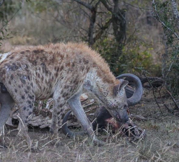 A hyena assess the scene of a recent kill near Sabi Sabi. A hyena assess the scene of a recent kill near Sabi Sabi.