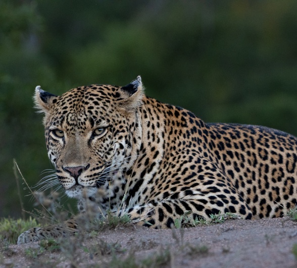 Sabi Sabi Ronald Mutero Khulwana Rests