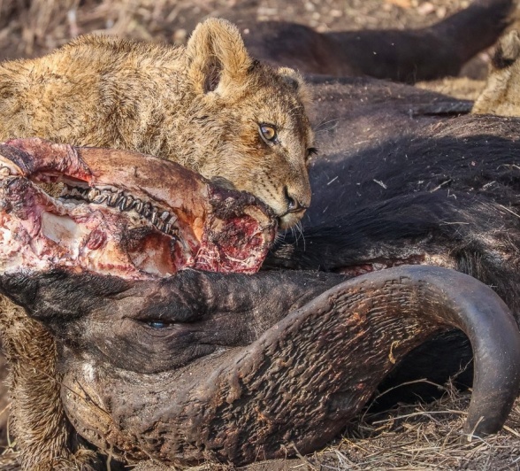 Sabi Sabi Ruan Mey Msuthlu Lions Feasting Buffalo Sabi Sabi Ruan Mey Msuthlu Lions Feasting Buffalo
