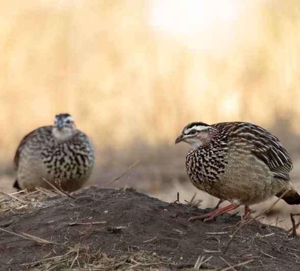 Sabi Sabi Benjamin Loon Francolin Pair Sabi Sabi Benjamin Loon Francolin Pair
