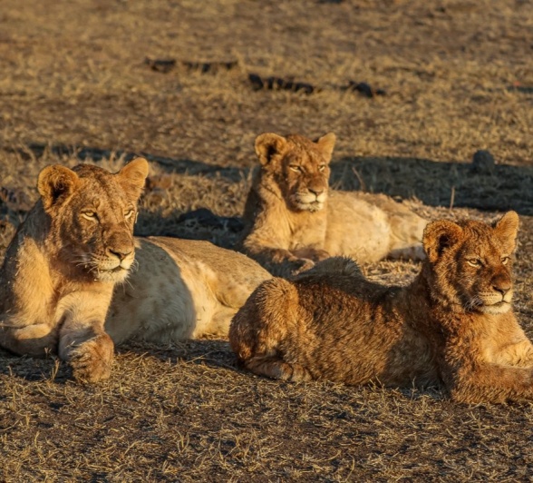 Sabi Sabi Ruan Mey Msuthlu Sabi Sabi Ruan Mey Msuthlu