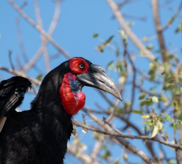 Sabi Sabi Viviane Ladner Ground Hornbill Spotted Sabi Sabi Viviane Ladner Ground Hornbill Spotted