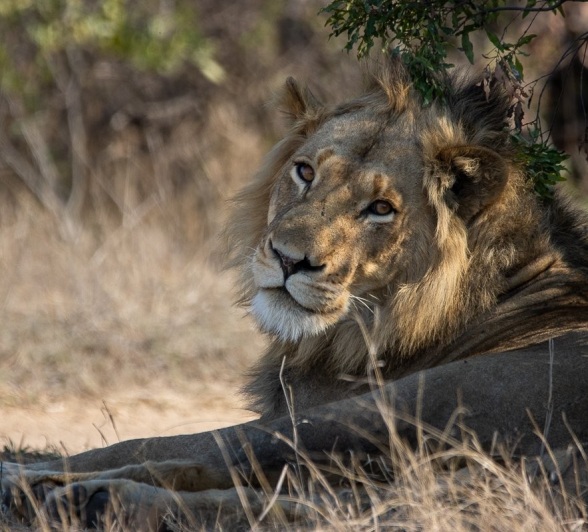 Sabi Sabi Ronald Mutero Young Male Lion