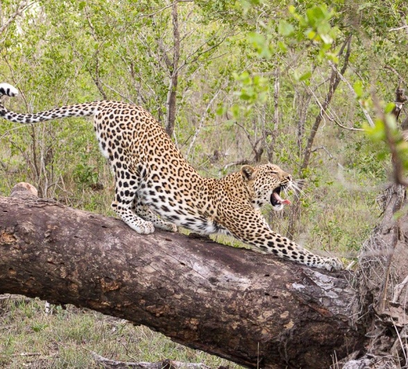 Sabi Sabi Jana Du Plessis Golonyi Strecthes In Tree