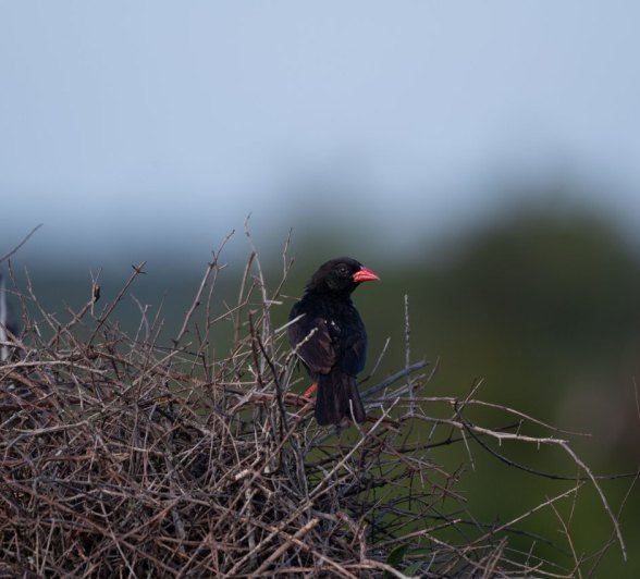 Sabi Sabi Viviane Ladner Red Billed Buffalo Weaver In Nest