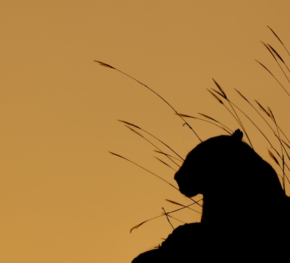 A leopard silhouette against an orange sky