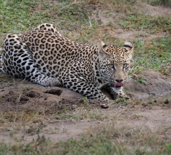 A19Jason Street   Ntsumi Cub 240123   2 Final