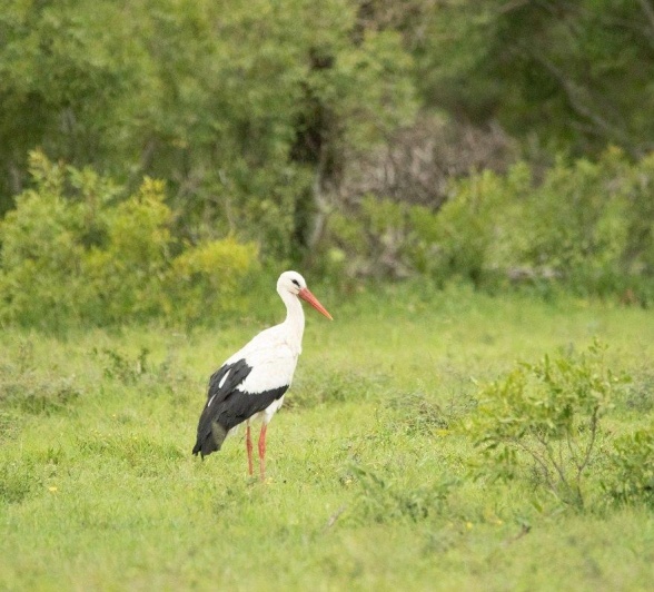 B06andries Whitestork B06andries Whitestork