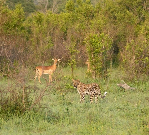 B10andries Leopard.golonyi B10andries Leopard.golonyi
