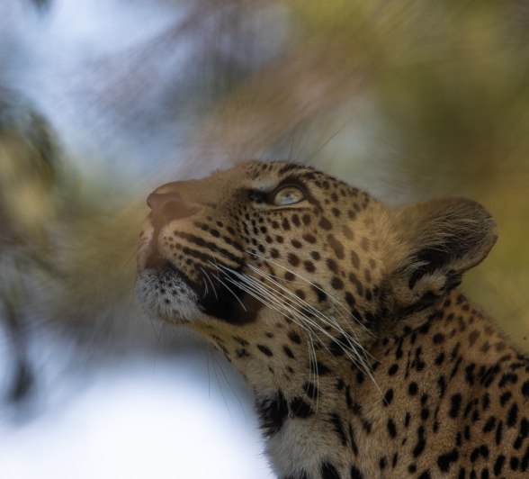 A leopard's whiskers are extremely sensitive to touch. A leopard's whiskers are extremely sensitive to touch.