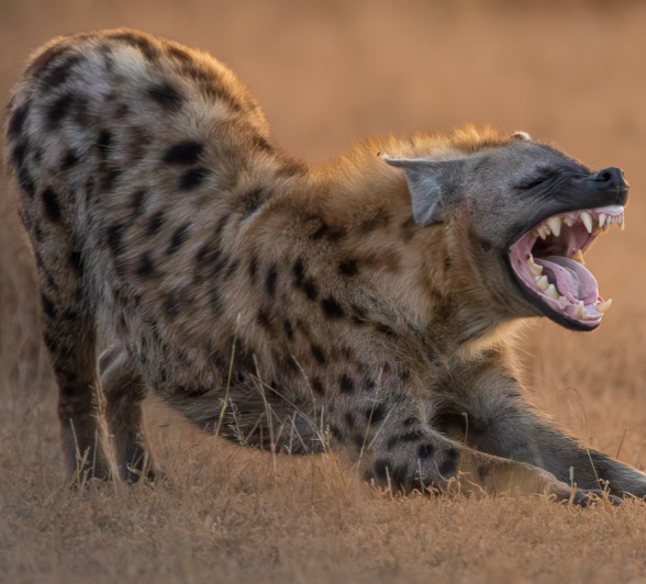The molars and premolars in hyenas have been adapted to crushing bone instead of slicing meat. The molars and premolars in hyenas have been adapted to crushing bone instead of slicing meat.