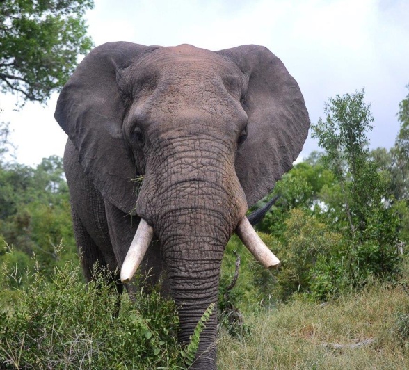 A bull elephant made its way to a small waterhole. A bull elephant made its way to a small waterhole.