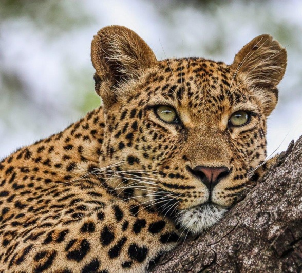 Golonyi, a female leopard, rests in a tree, waiting for the perfect opportunity to strike a herd of impala. Golonyi, a female leopard, rests in a tree, waiting for the perfect opportunity to strike a herd of impala.