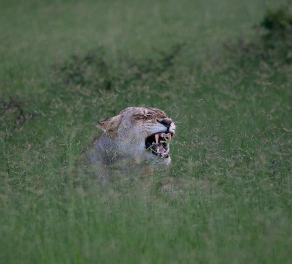A female lion calls out amidst the tall grasses. A female lion calls out amidst the tall grasses.