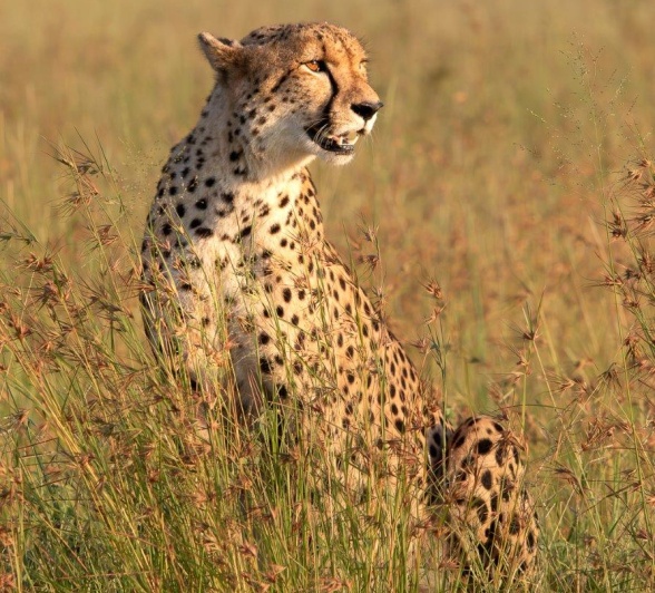 Jason Street Cheetah