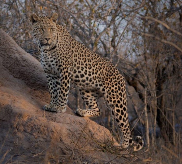Sabi Sabi Devon Jansen Nottins Male Powerful Pose Sabi Sabi Devon Jansen Nottins Male Powerful Pose