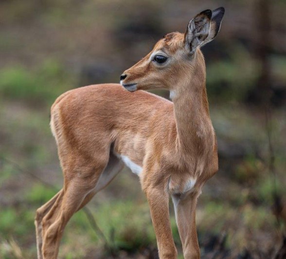Sabi Sabi Ruan Mey Impala Calf