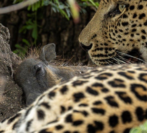 Sabi Sabi Benjamin Loon Nottins Male Leopard With Baby Warthog Sabi Sabi Benjamin Loon Nottins Male Leopard With Baby Warthog