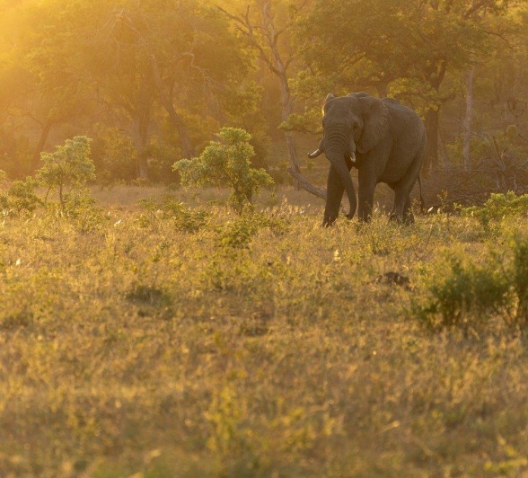 Sabi Sabi Benjamin Loon Elephant At Dawn