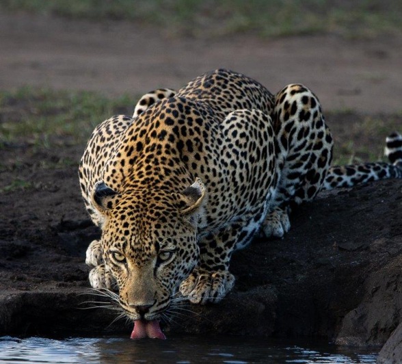 Khulwana drinks from a nearby waterhole. Khulwana drinks from a nearby waterhole.