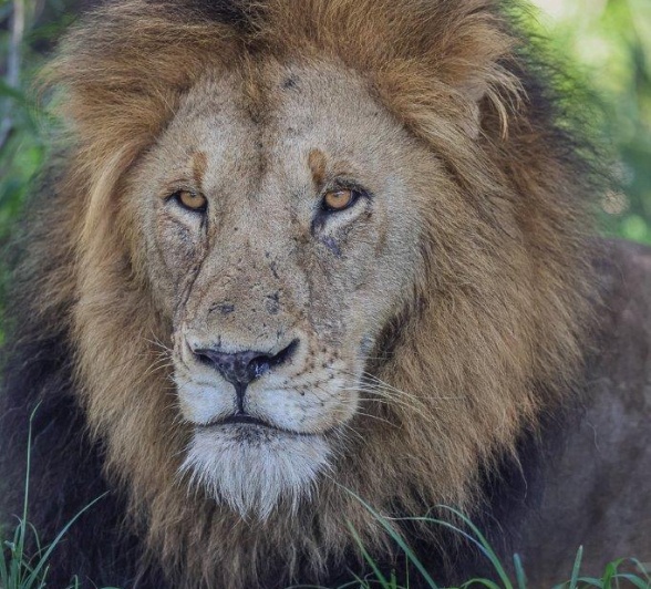 Gijima in the light of day. 