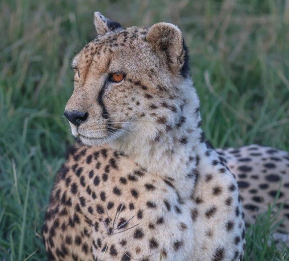 A cheetah scans its environment. 