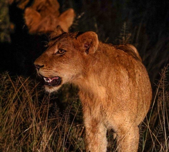 Sabi Sabi Ruan Mey Southern Pride Member At Night