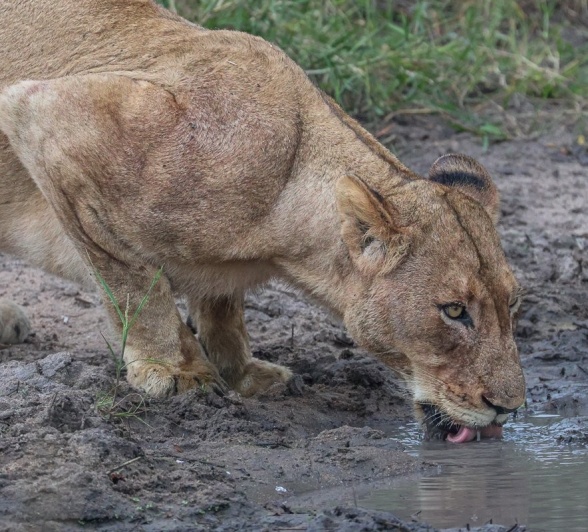 Sabi Sabi Ruan Mey Msuthlu Lion Drinks Sabi Sabi Ruan Mey Msuthlu Lion Drinks