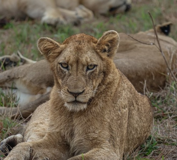 Sabi Sabi Ruan Mey Msuthlu Lions Sub Adult