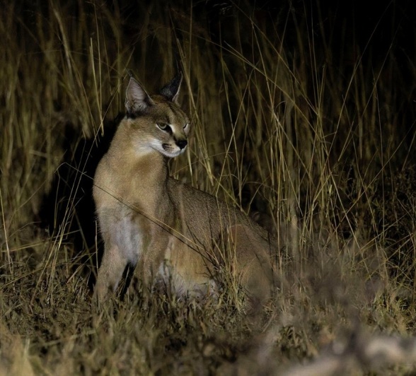 Sabi Sabi Benjamin Loon Caracal In Dark Sabi Sabi Benjamin Loon Caracal In Dark