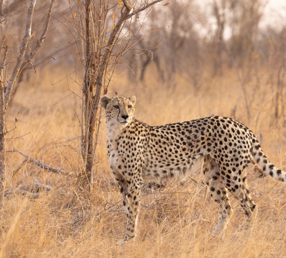 Sabi Sabi Jp Van Rooyen Makhatini Cheetah Sabi Sabi Jp Van Rooyen Makhatini Cheetah