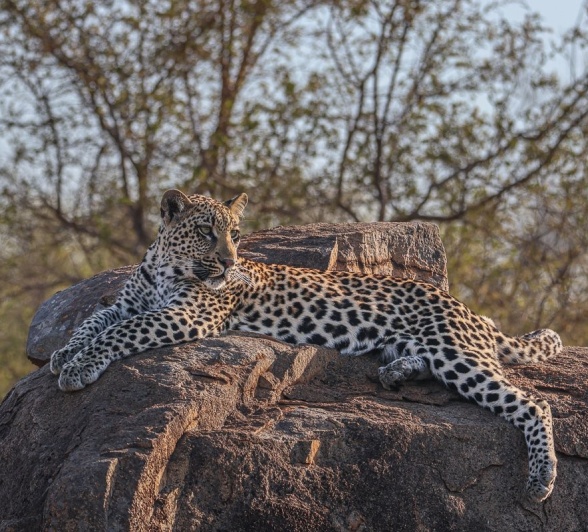 Golonyi's cub lays atop a rocky outcrop. Golonyi's cub lays atop a rocky outcrop.