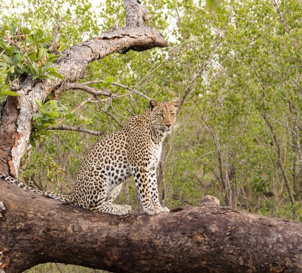 Sabi Sabi Jana Du Plessis Golonyi In Tree