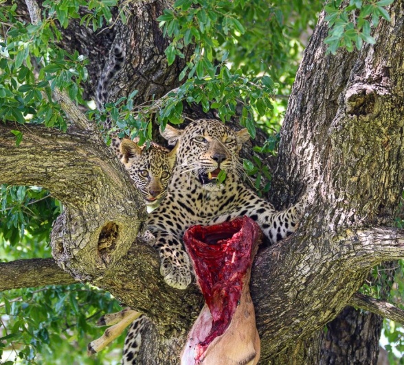 Sabi Sabi Jana Du Plessis Female Leopard With Kill