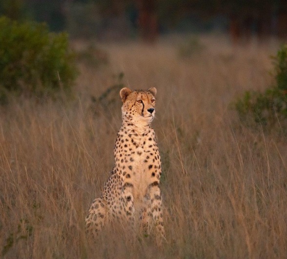 A cheetah sits among the tall dry grass