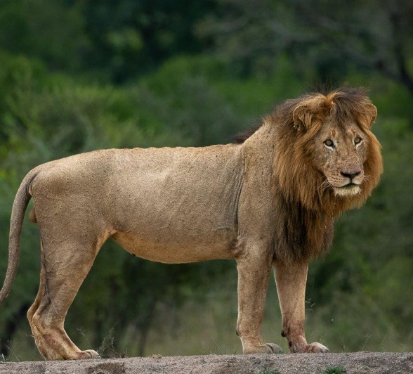 One of the Gijima male lions stands on the edge of a small waterhole. 