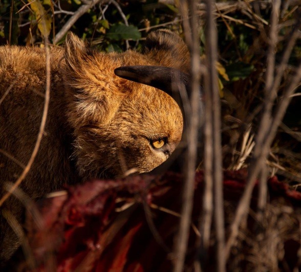 Msuthlu Pride lions feeding on a waterbuck kill, with the scene partially obscured by thick vegetation. Msuthlu Pride lions feeding on a waterbuck kill, with the scene partially obscured by thick vegetation.