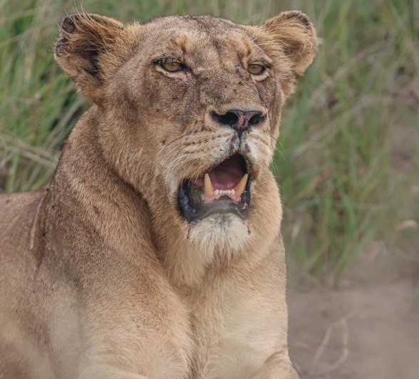 A member of the Msuthlu Pride. A member of the Msuthlu Pride.
