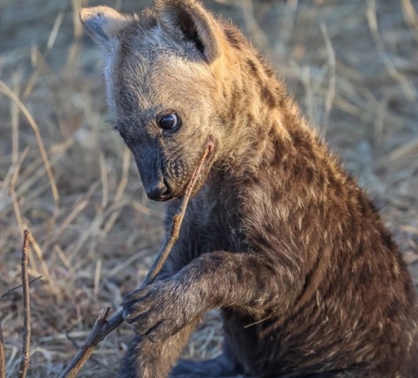 Sabi Sabi Ruan Mey Hyena Pup Sabi Sabi Ruan Mey Hyena Pup