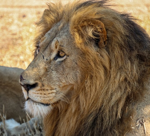 Sabi Sabi Jan Nel Gijima Male Sabi Sabi Jan Nel Gijima Male