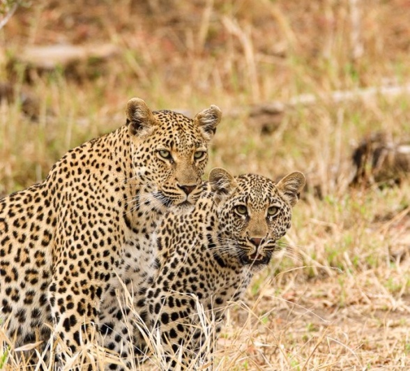Sabi Sabi Jana Du Plessis Golonyi And Cub Sabi Sabi Jana Du Plessis Golonyi And Cub