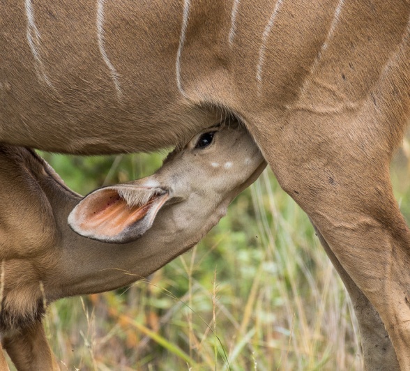 A young bushbuck drinks milk from its mother.