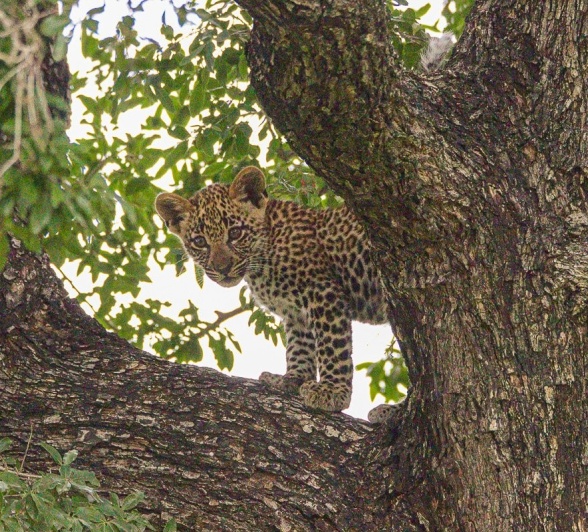 A leopard cub is seen playing in a tree.