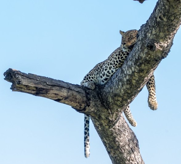 The Nottens male sits in a tree. 