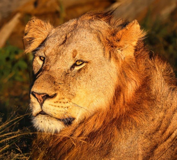 A member of the Kumbula Breakaway is lit up by the morning sunlight. 
