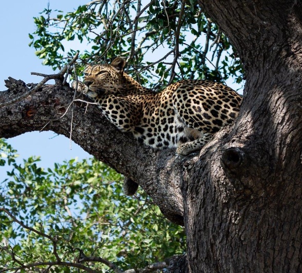 Ntsumi, a female leopard, rests during the hot spring morning in the branches of a big tree. 
