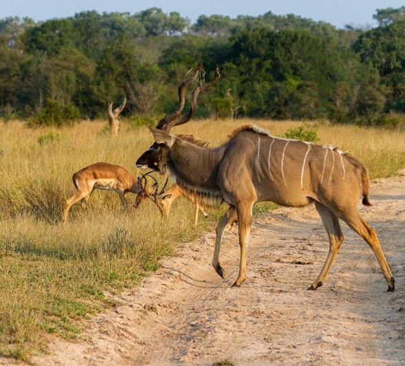 A male Kudu walks across the road as two impala rams rut in the background. A male Kudu walks across the road as two impala rams rut in the background.