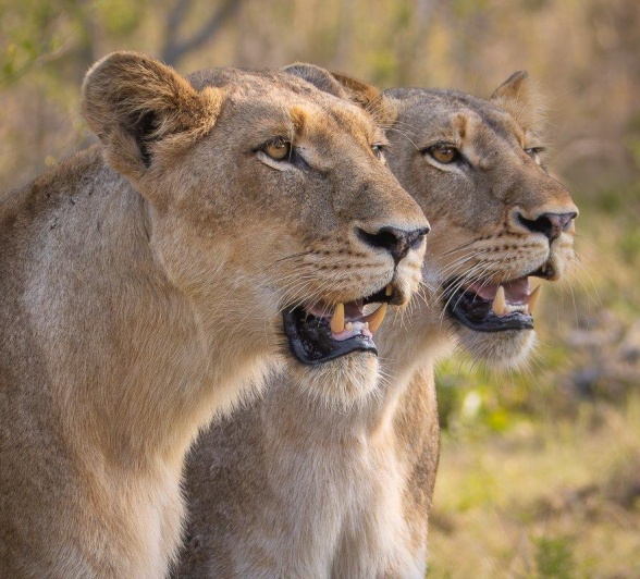 Two females of the Southern Pride look out into the distance, perhaps searching for their next meal. Two females of the Southern Pride look out into the distance, perhaps searching for their next meal.
