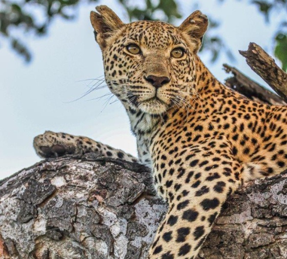 We watched Kigelia move up and down numerous trees before finding one to her liking. We watched Kigelia move up and down numerous trees before finding one to her liking.